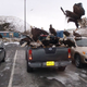 Illustration for article titled Flock Of America-Loving Eagles Mob Some Japanese Cars In A Parking Lot